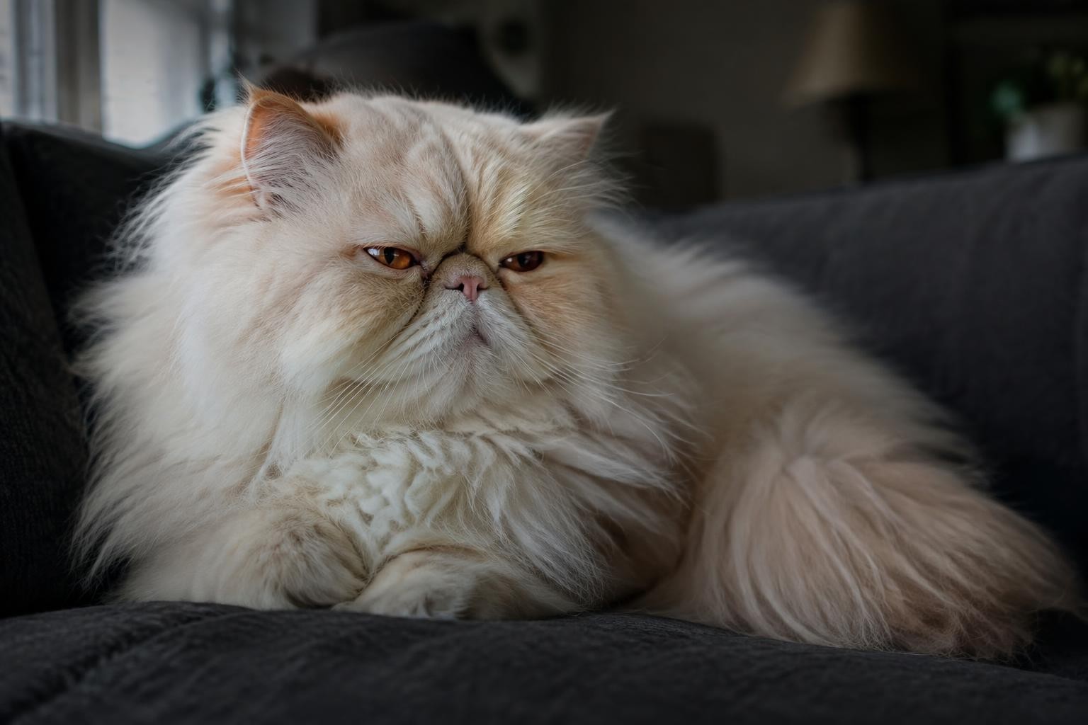 A cream flat-faced Persian cat resting calmly on a dark sofa, breathing slowly in soft window light