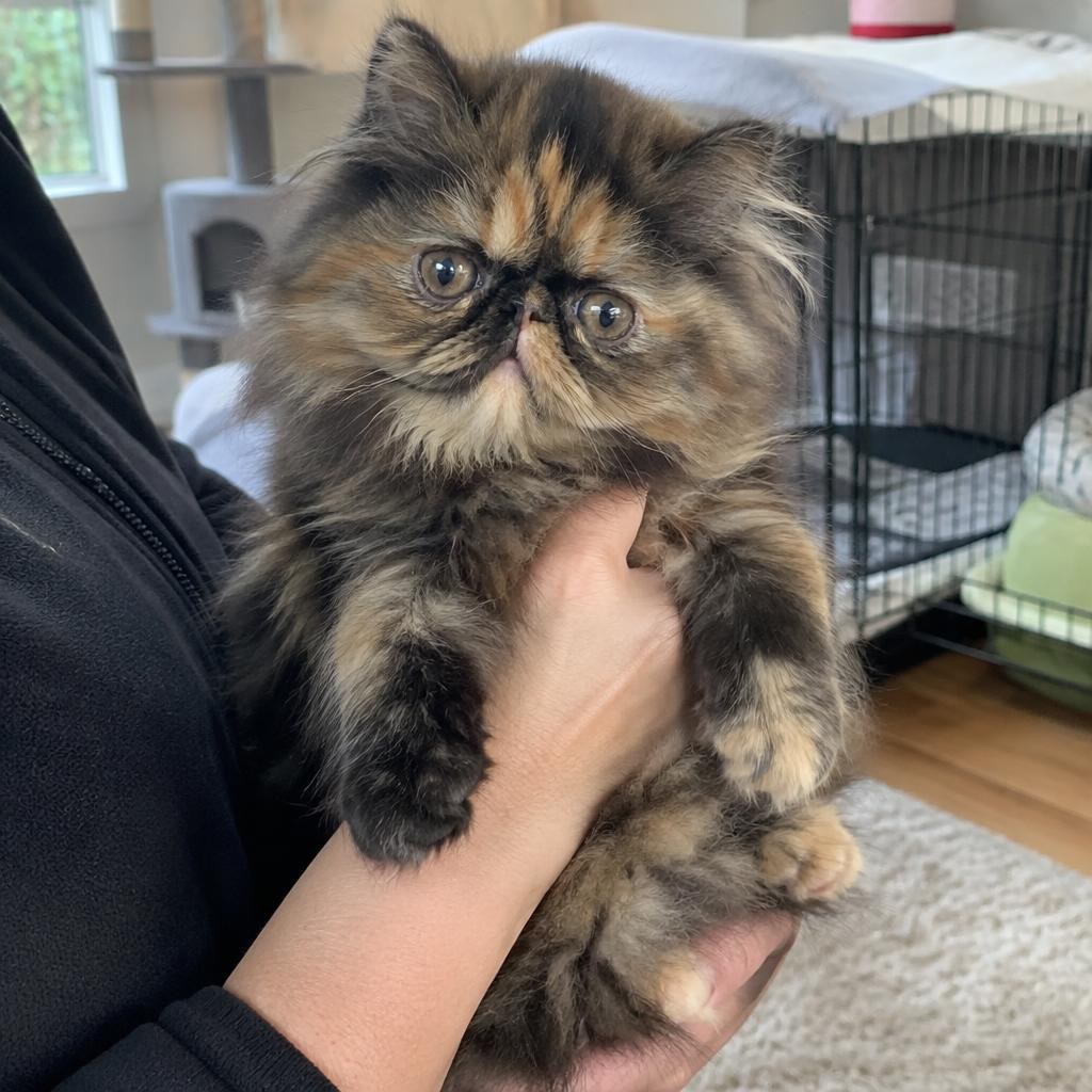 A person holding a bright-eyed tortoiseshell Persian kitten during a breeder visit