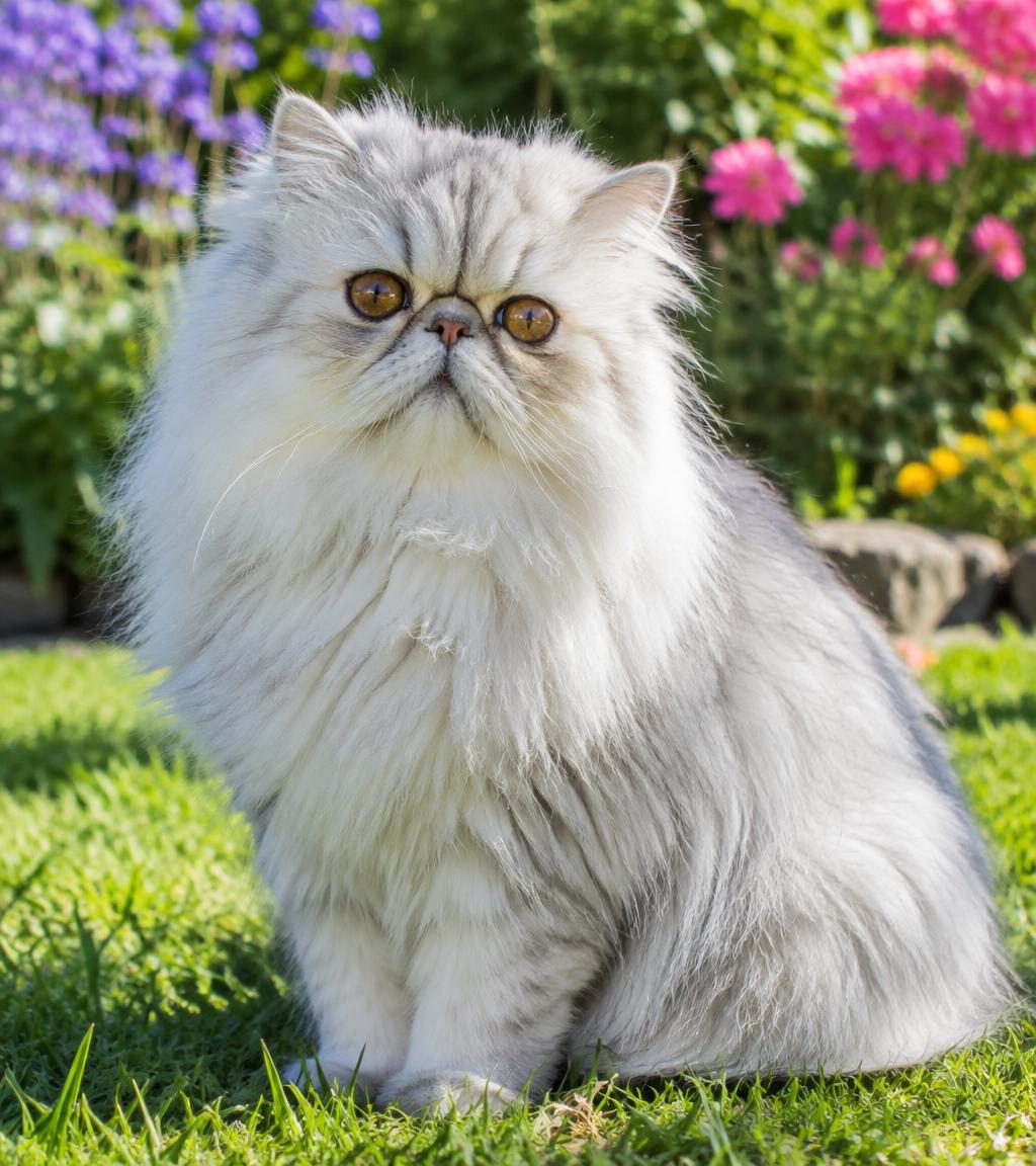 A silver Persian cat sitting outside in a sunny garden with flowers